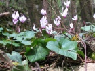 cyclamen001_1200x900.jpg