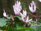 cyclamen002_1200x900.jpg