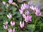 cyclamen003_1200x900.jpg