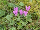 cyclamen004_1200x900.jpg