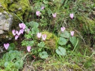 Cyclamen